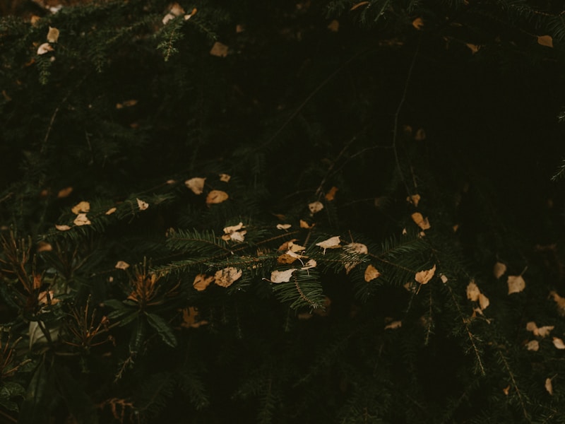 Ambiance