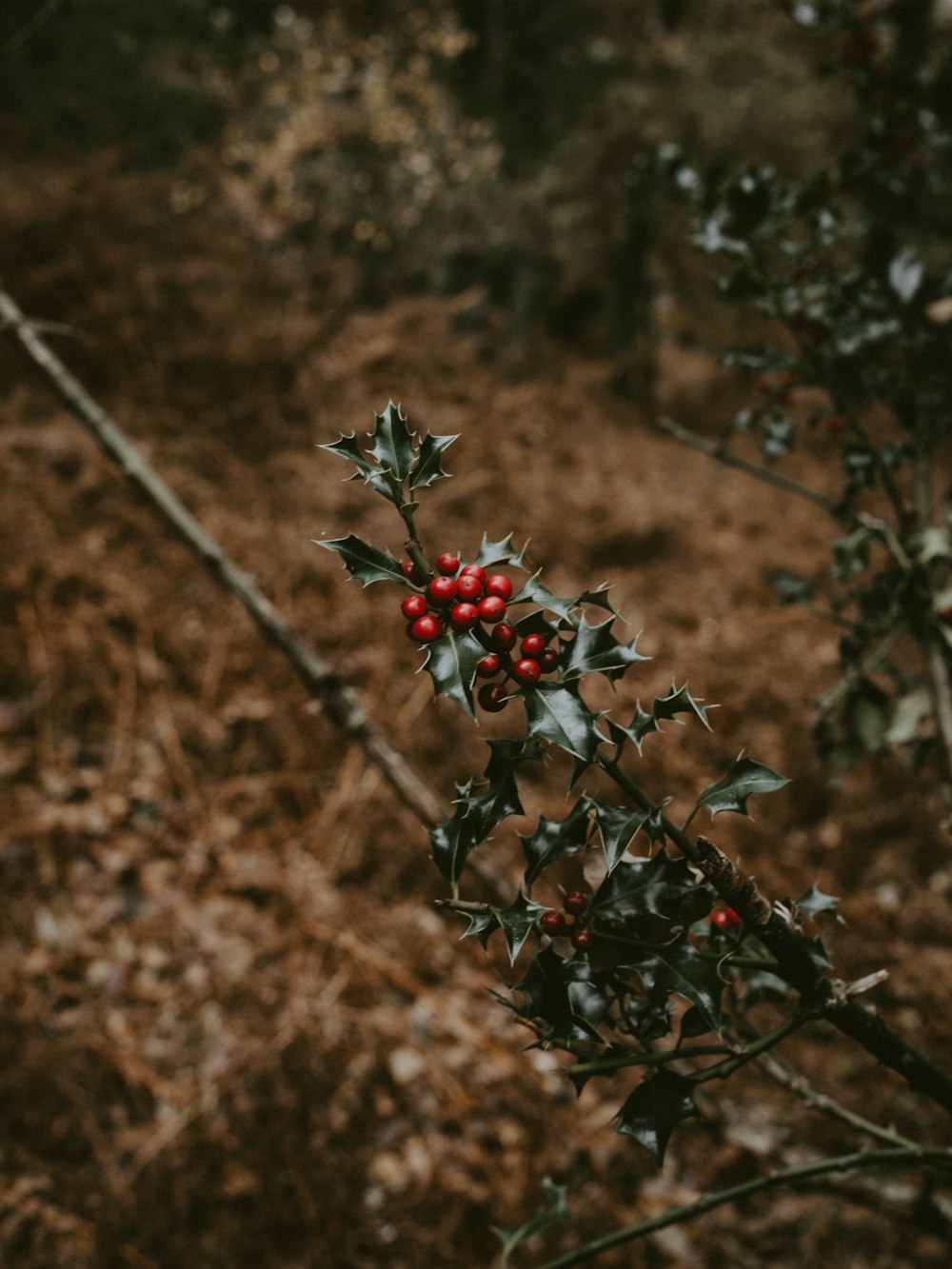 red fruits