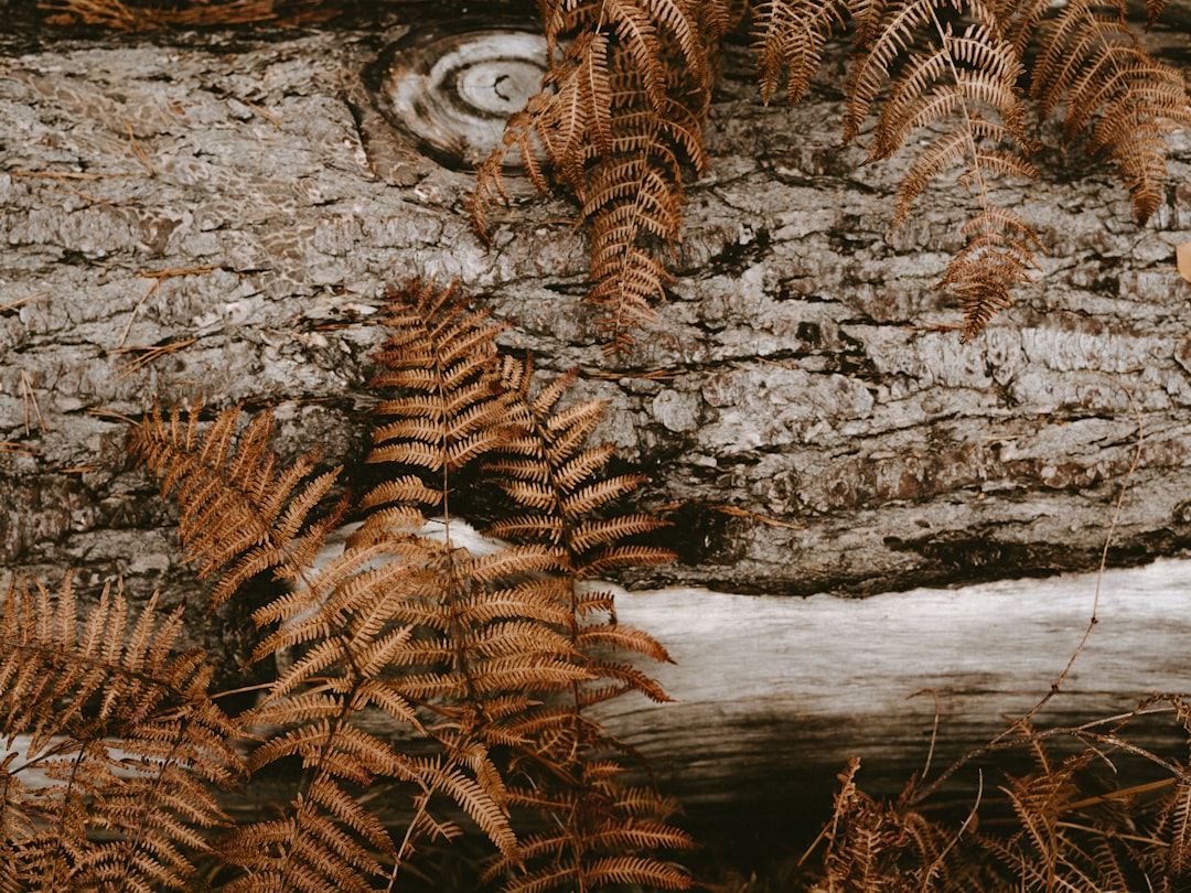 brown-leafed plant