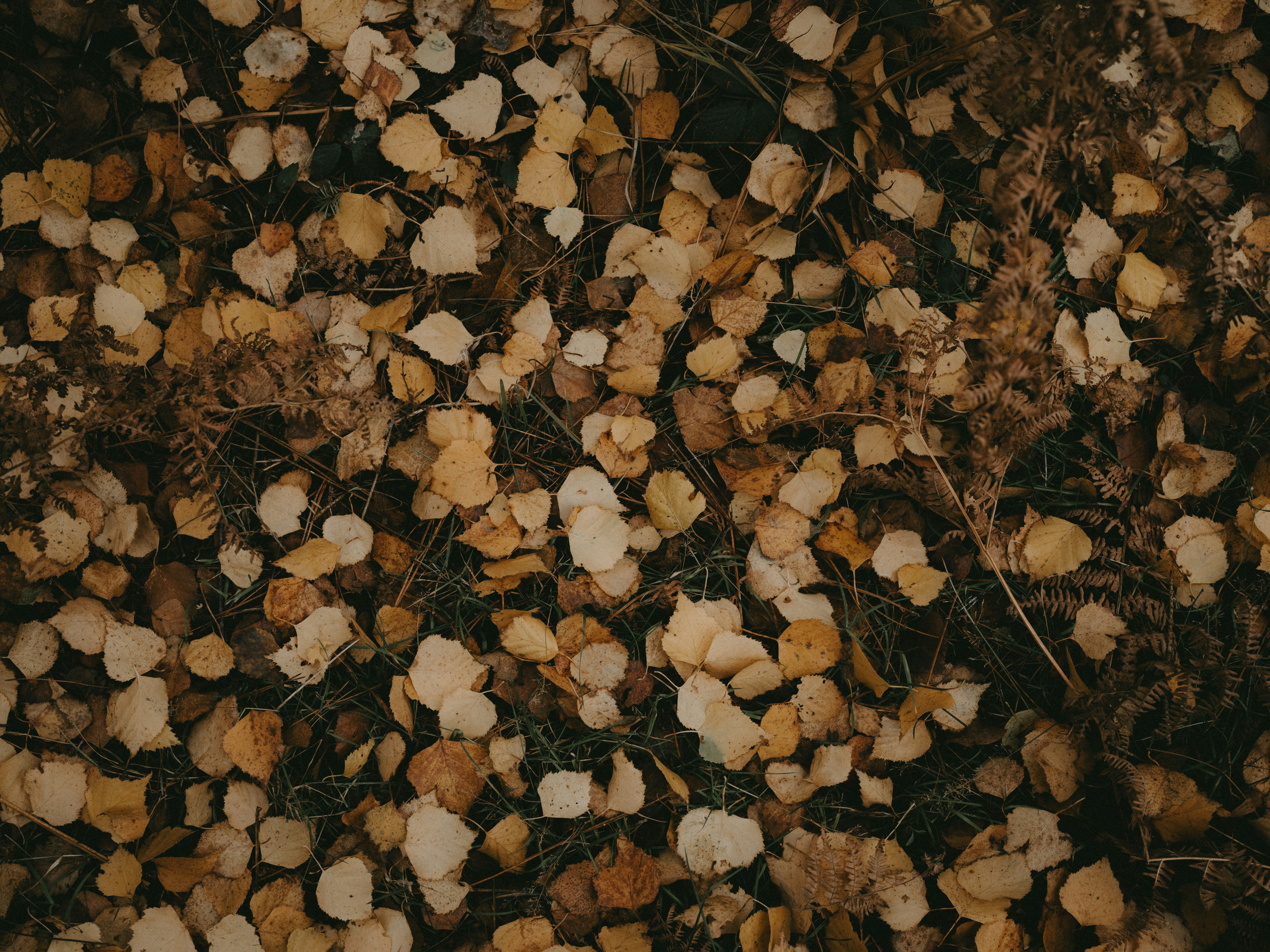 Photo by anniespratt