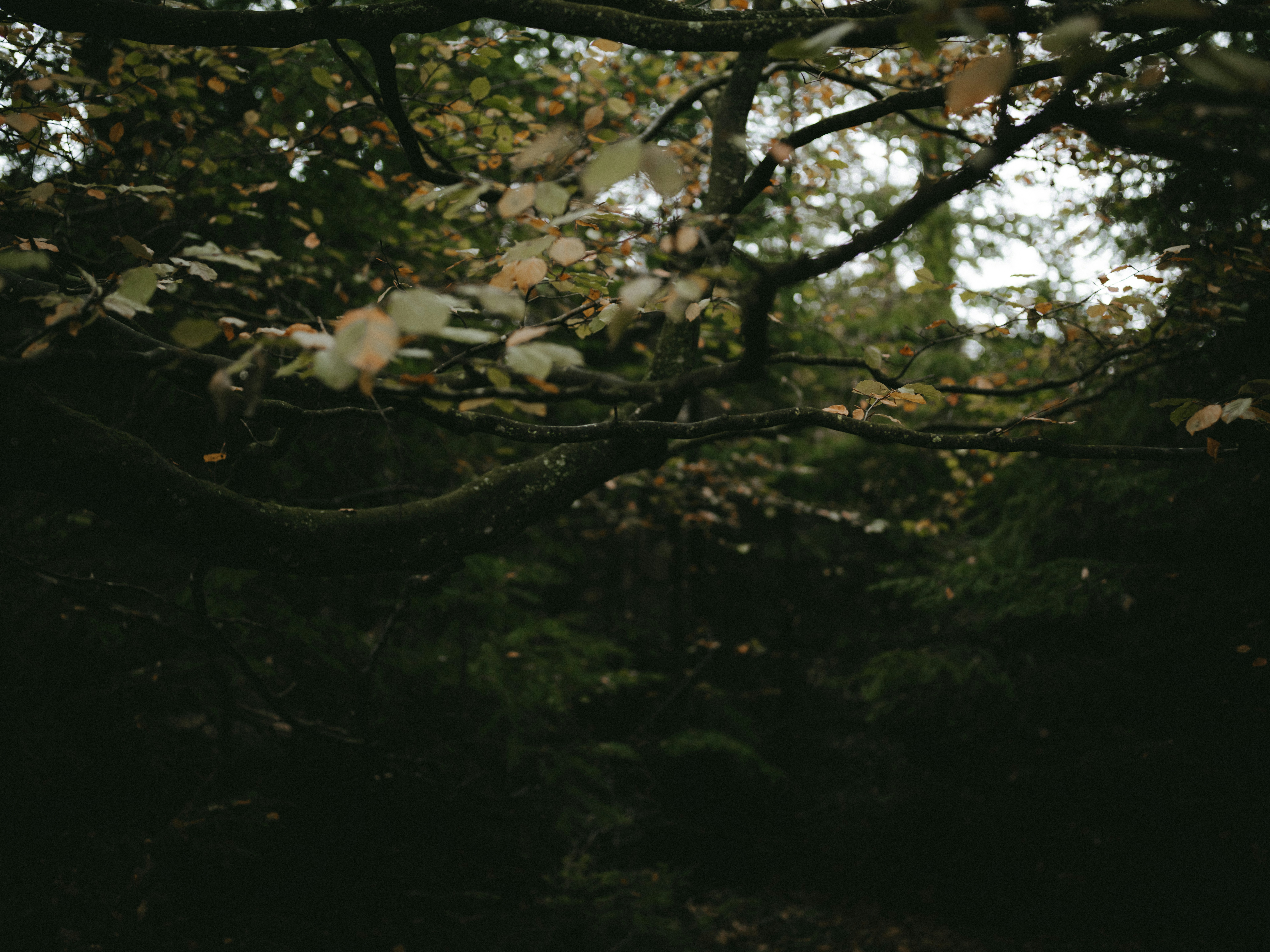 Photo by anniespratt