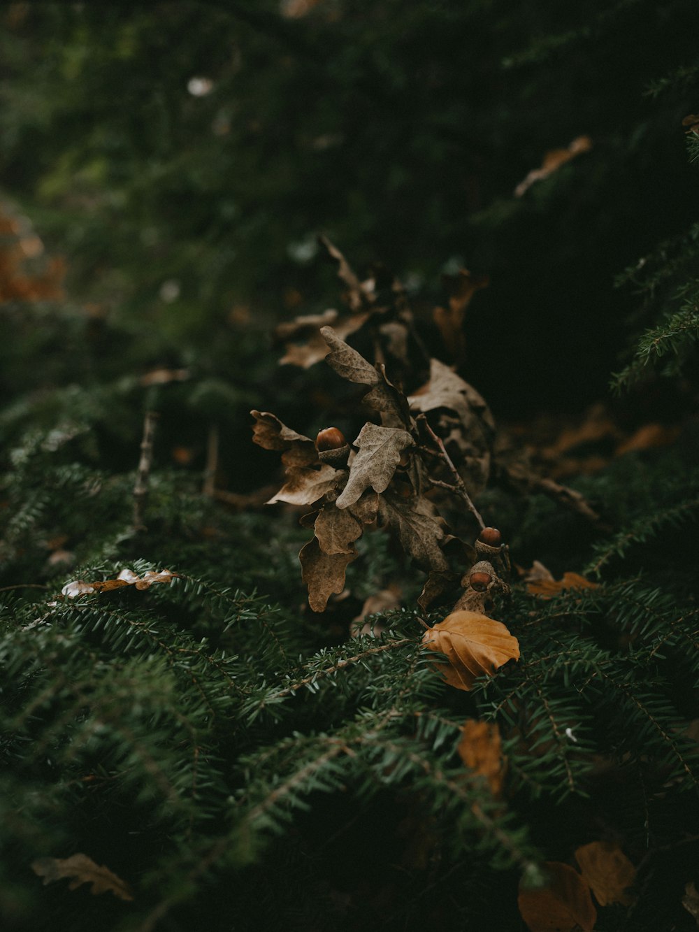 shallow focus photo of green fern plants