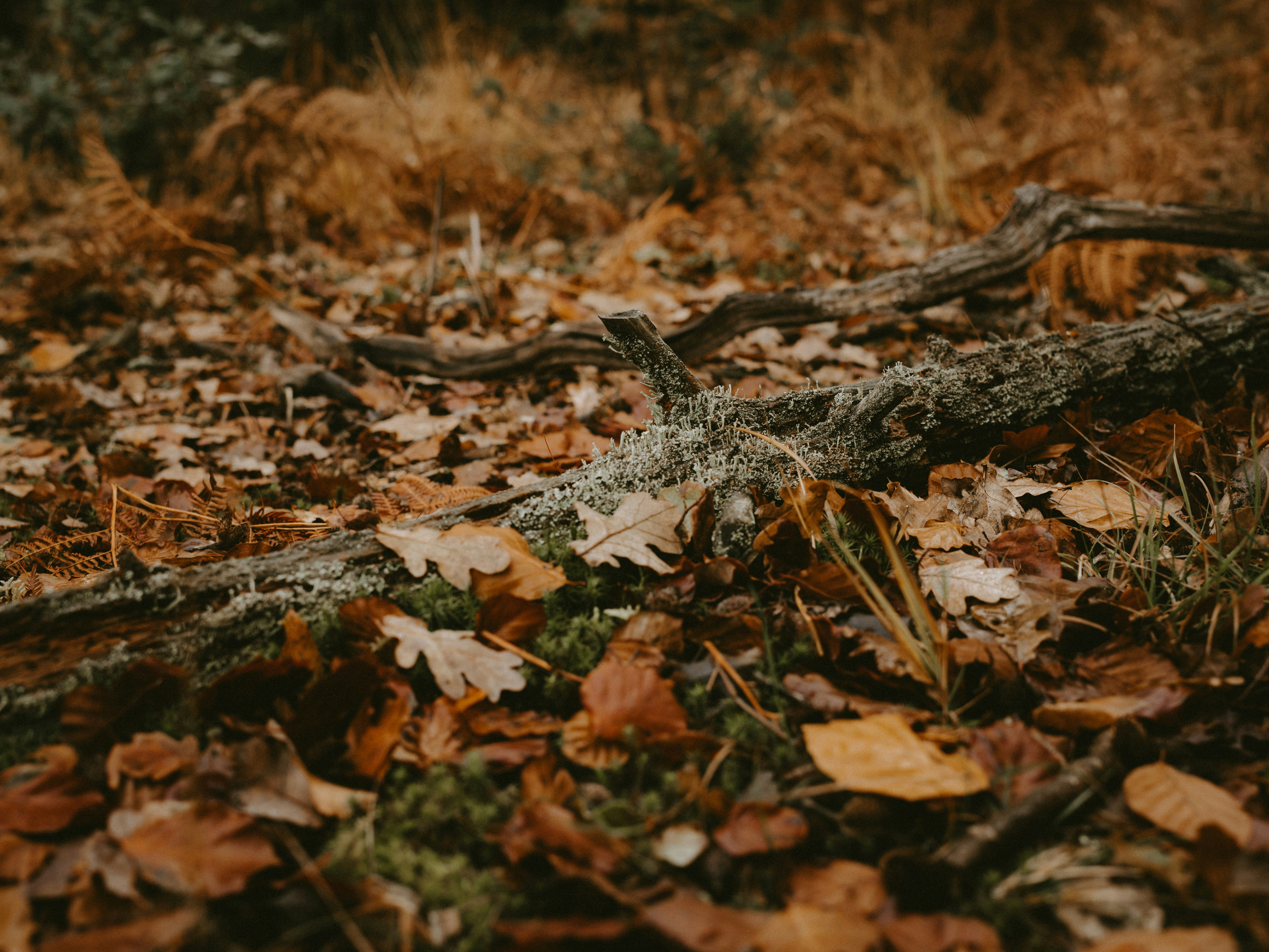 Photo by anniespratt