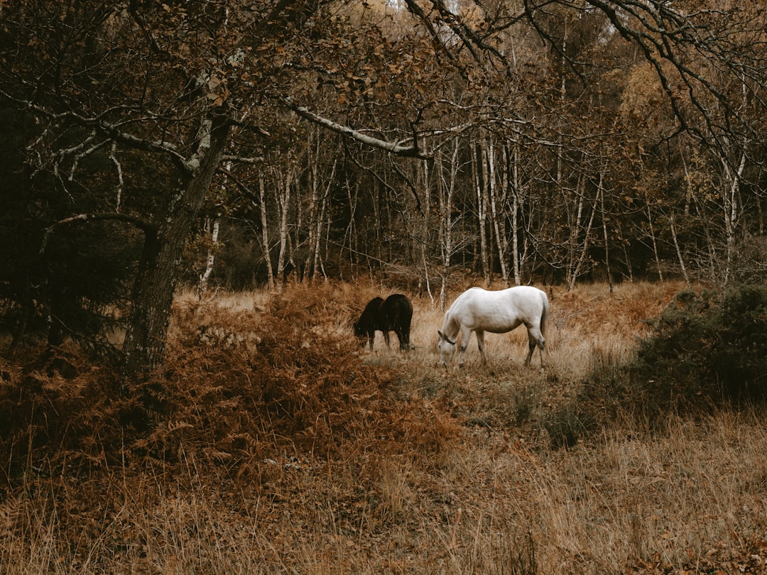 shallow focus photo of white animal