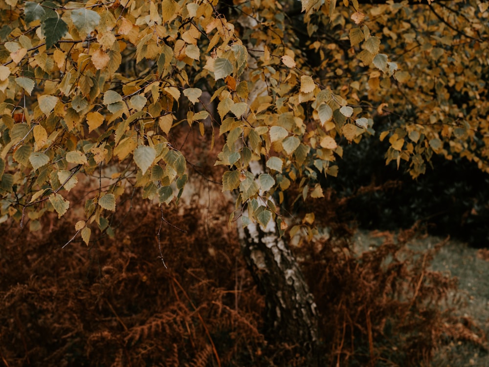 green-leafed plant