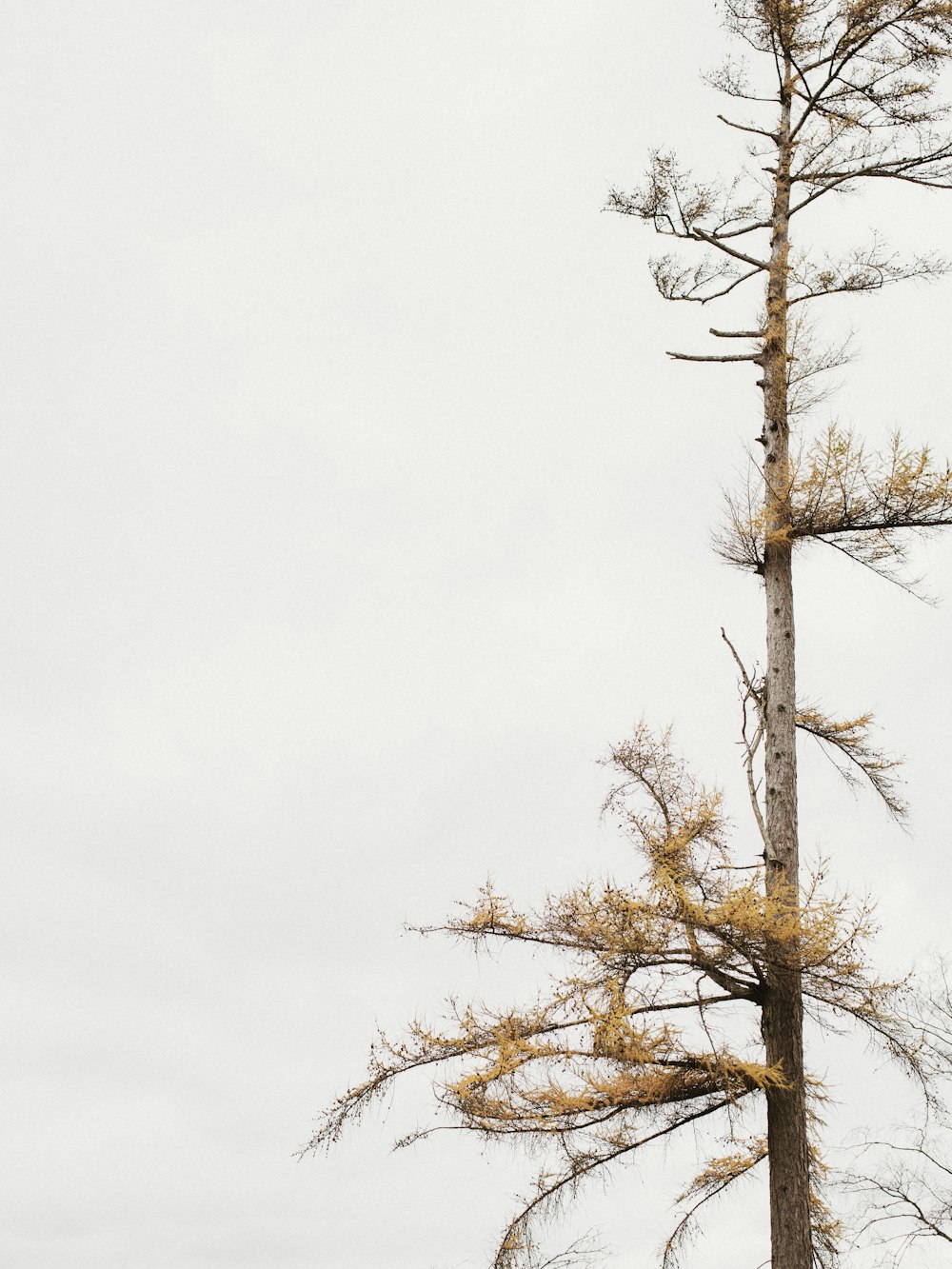 brown trees