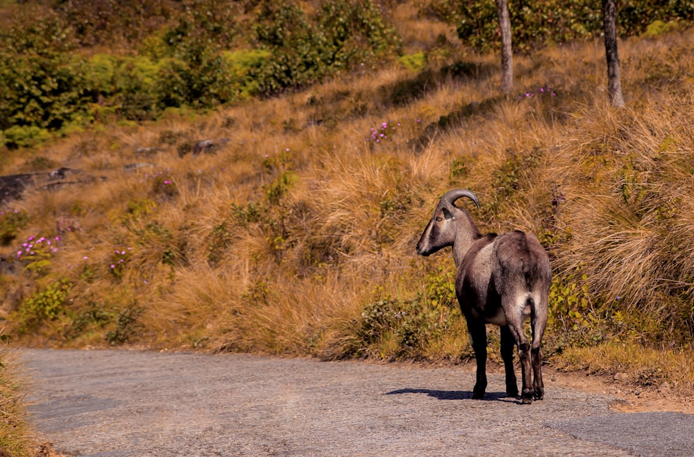 goat on gray road beside grass