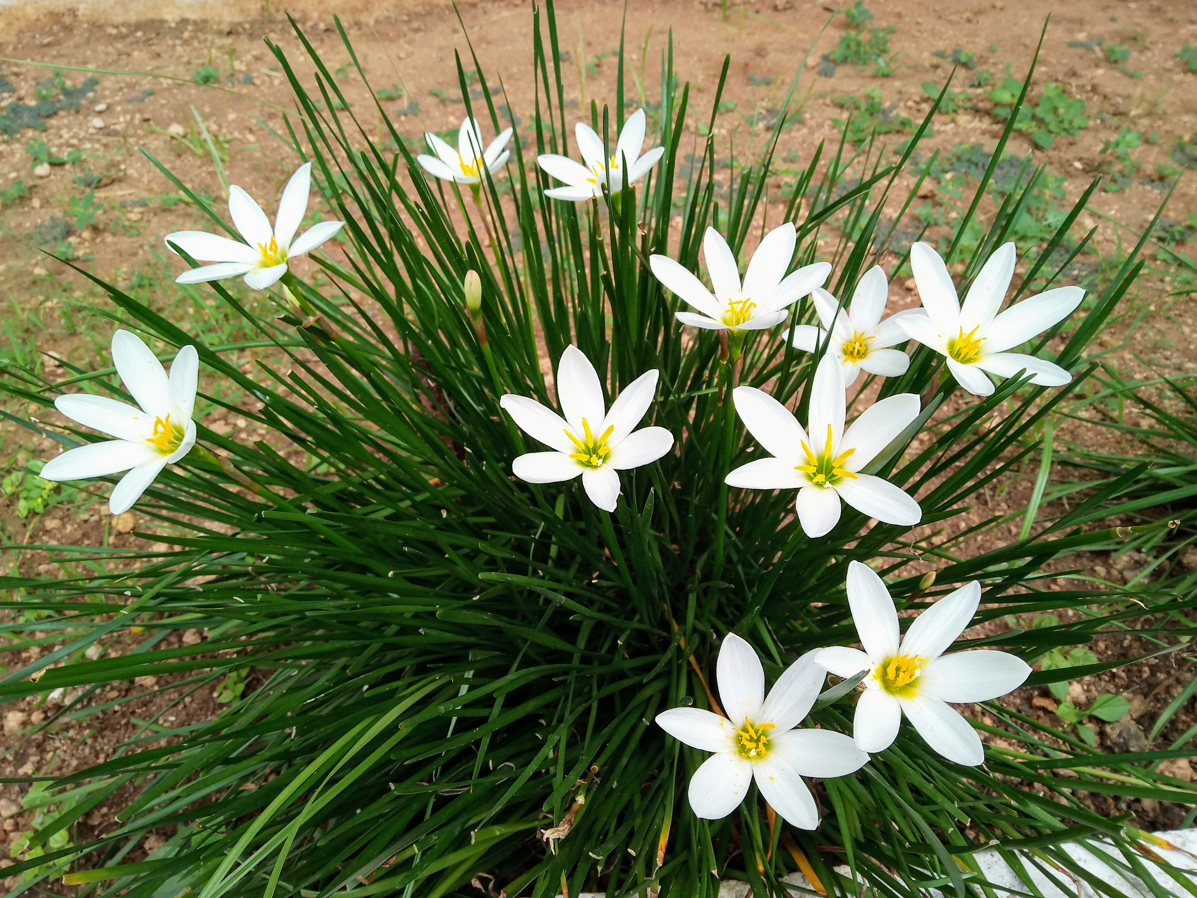 G Ranjith Solomon (@bonumpuerum) | Unsplash Photo Community