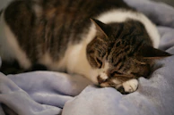 A gentle black and white cat resting peacefully on a soft blanket