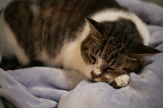 A cat is peacefully resting on a soft, fluffy blanket. The fur is a mix of gray, white, and black, and it lies curled up comfortably with eyes closed, conveying a sense of contentment.