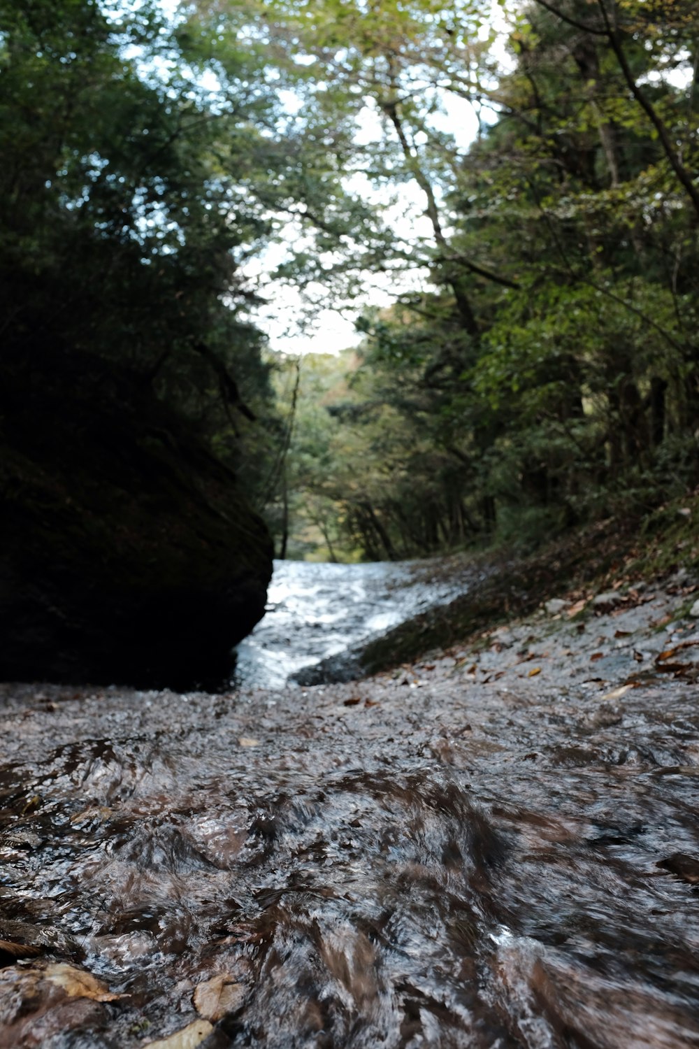 river surrounded by trees