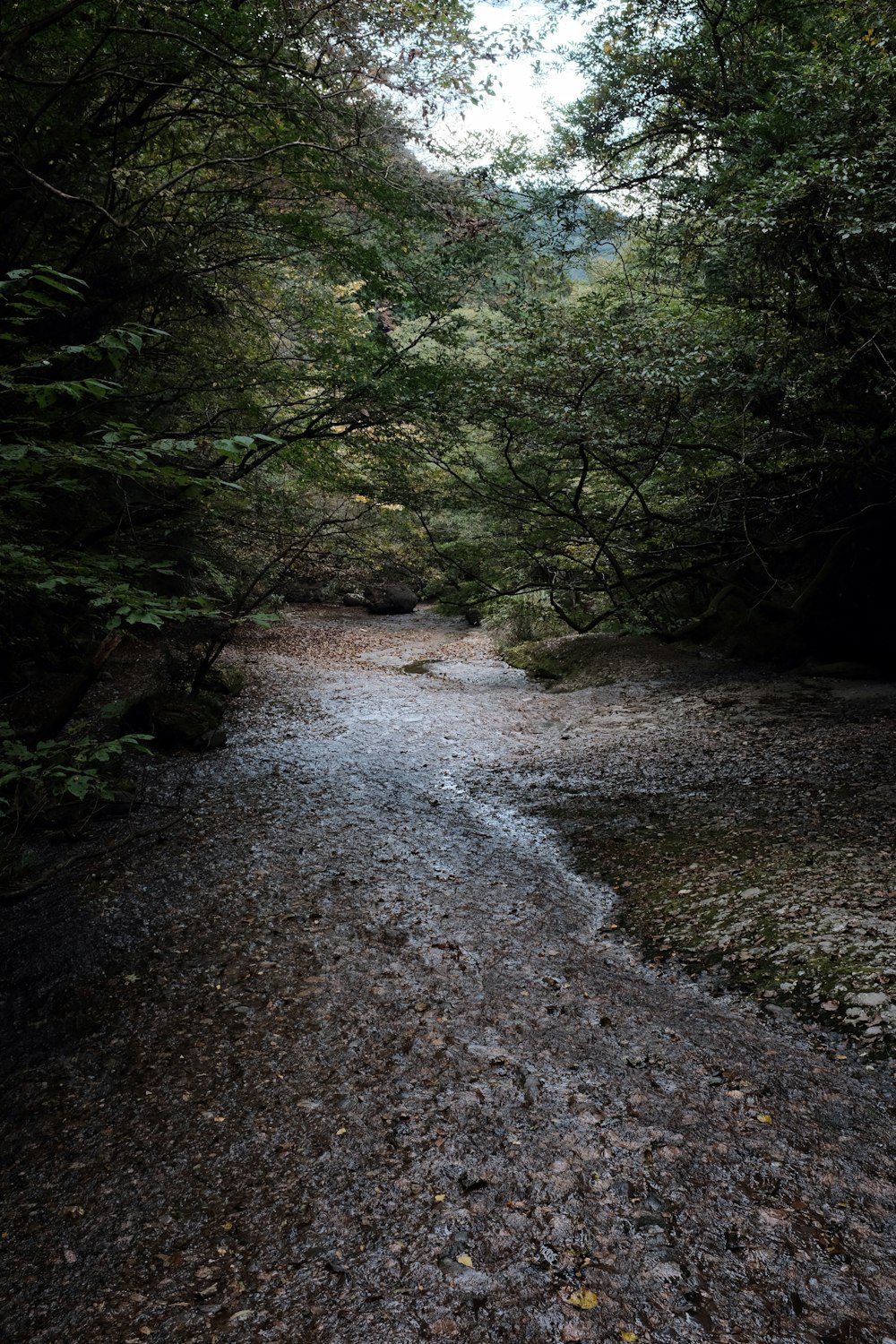 flowing water of river in between of trees