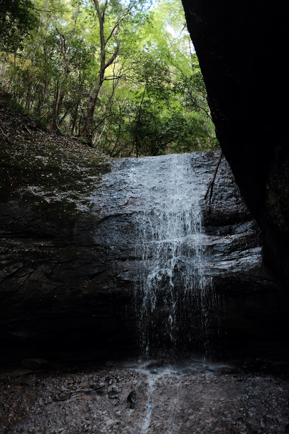 waterfalls surrounded by trees