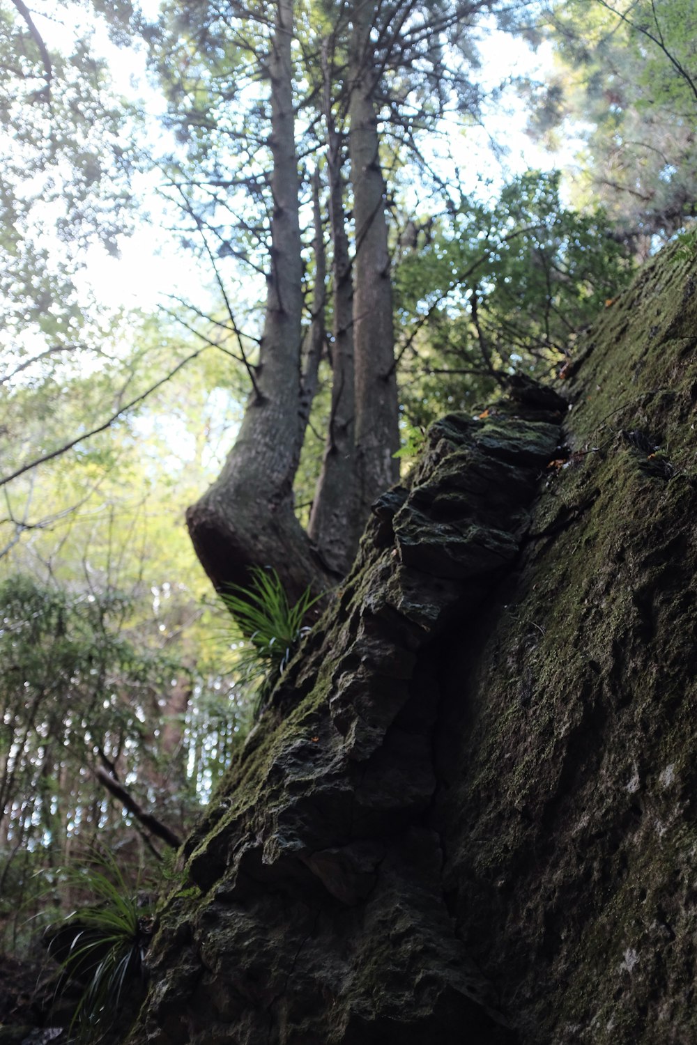 green-leafed tree