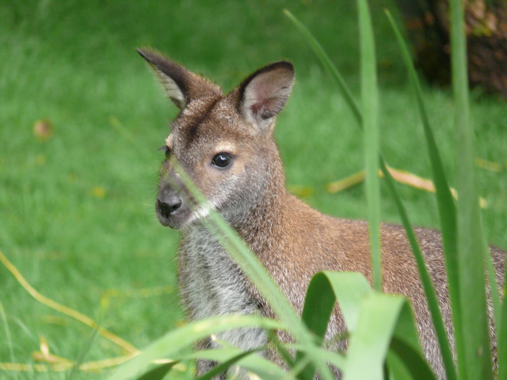 selective focus photo of brown animal standing on grass field