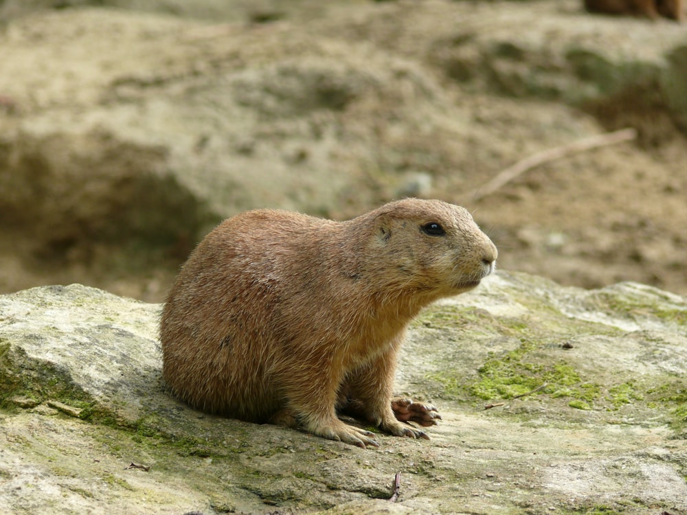 brown animal standing on gray rock