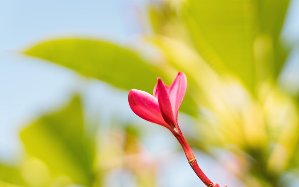 selective focus photography of red flower