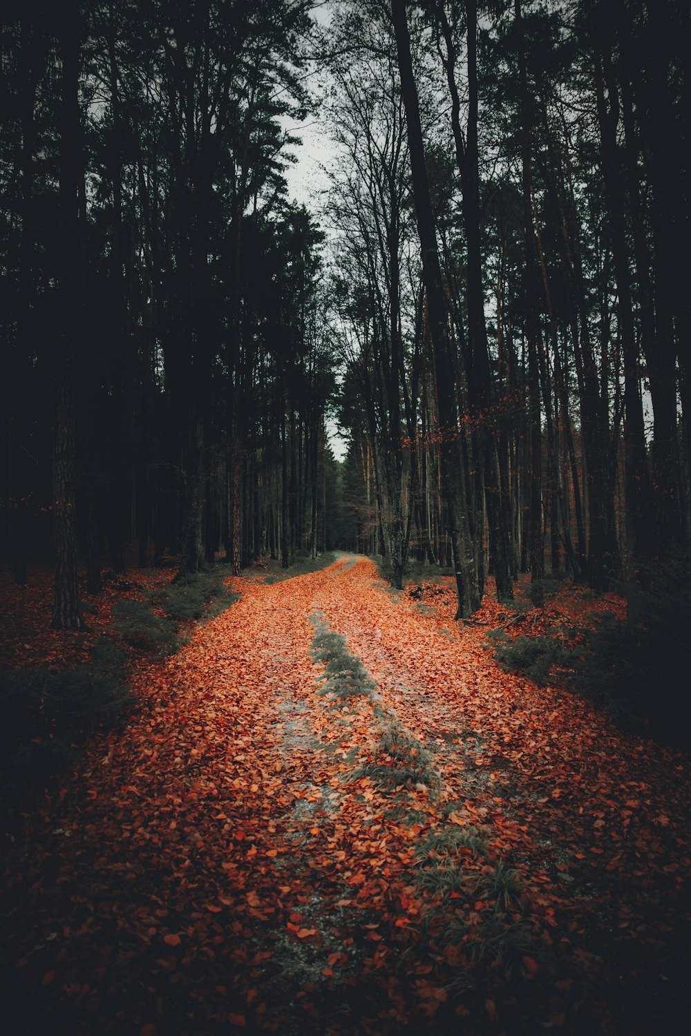 brown tree leaves on ground during daytime