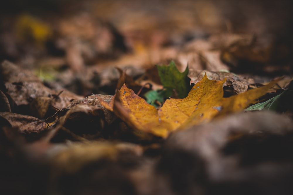 withered leaves