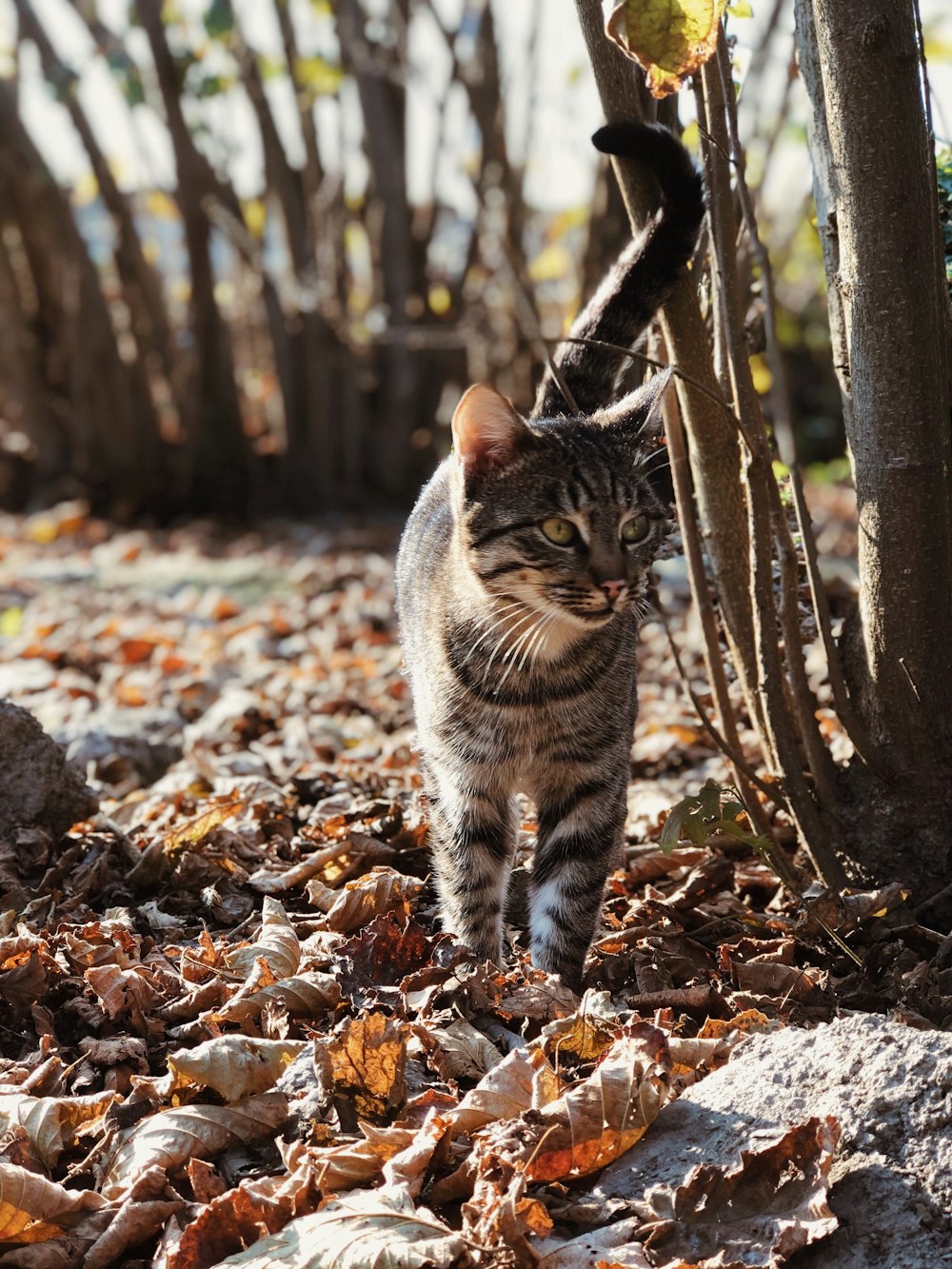 brown tabby cat near tree