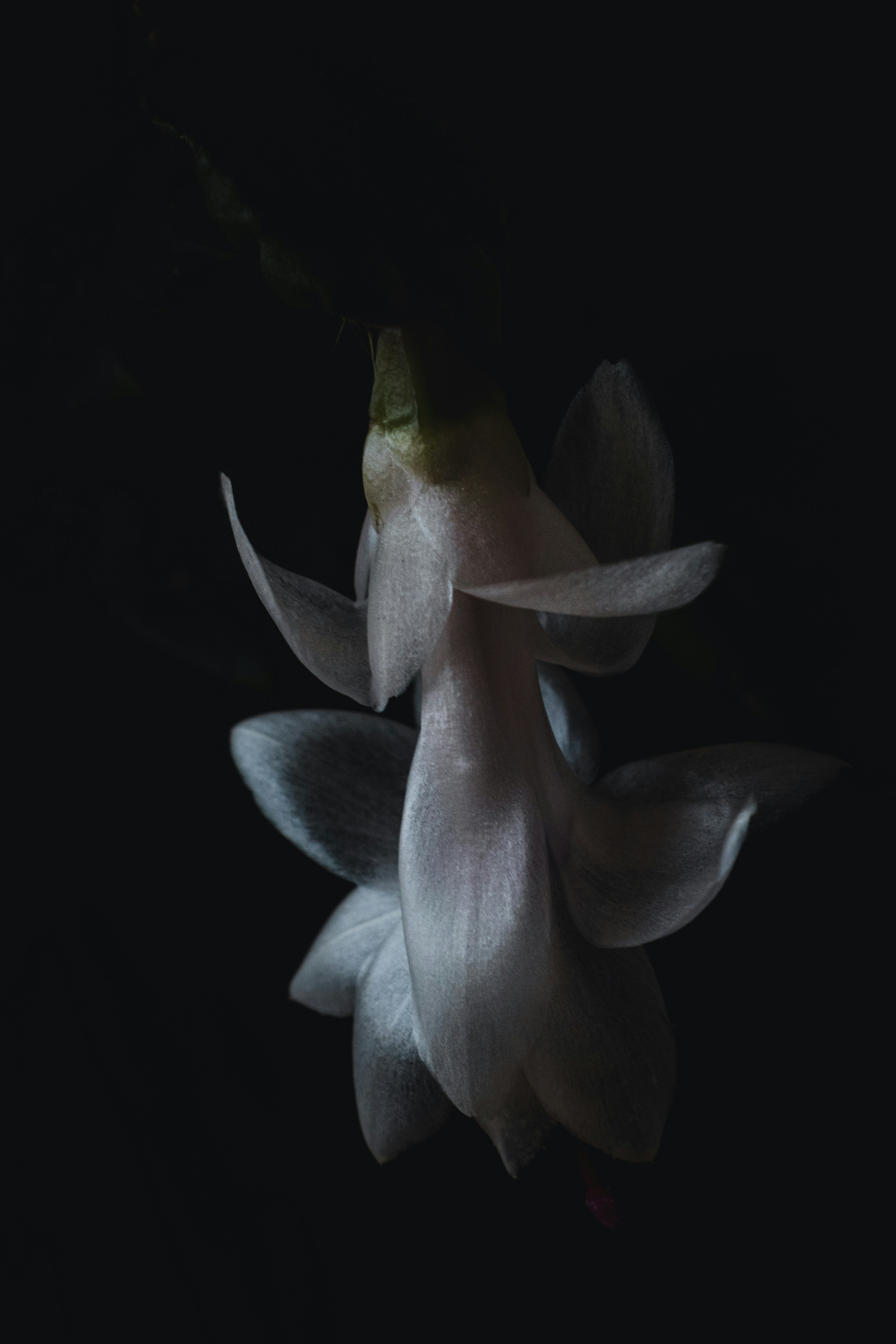 Photo by thewanderinggenk