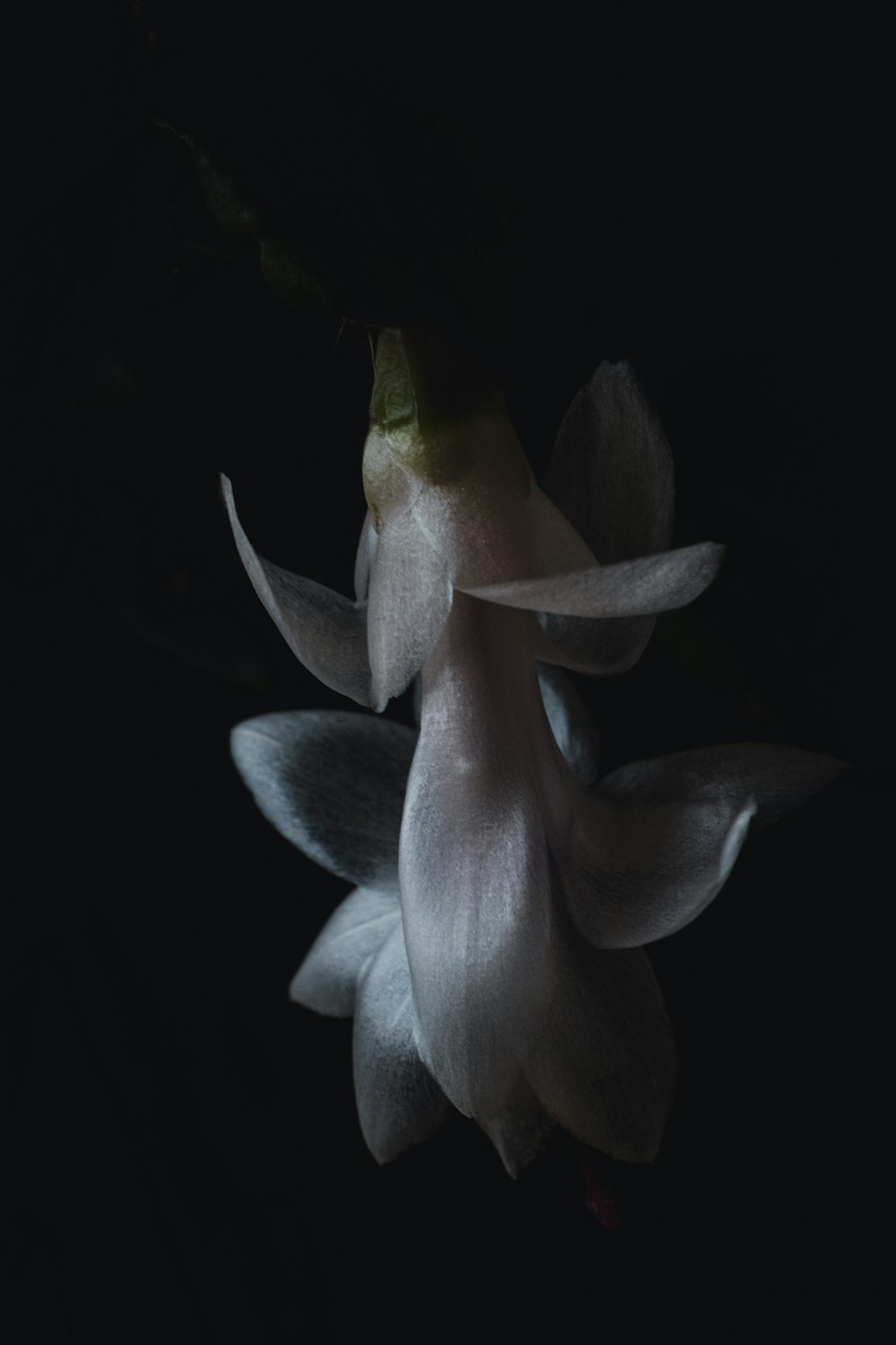 white petaled flower