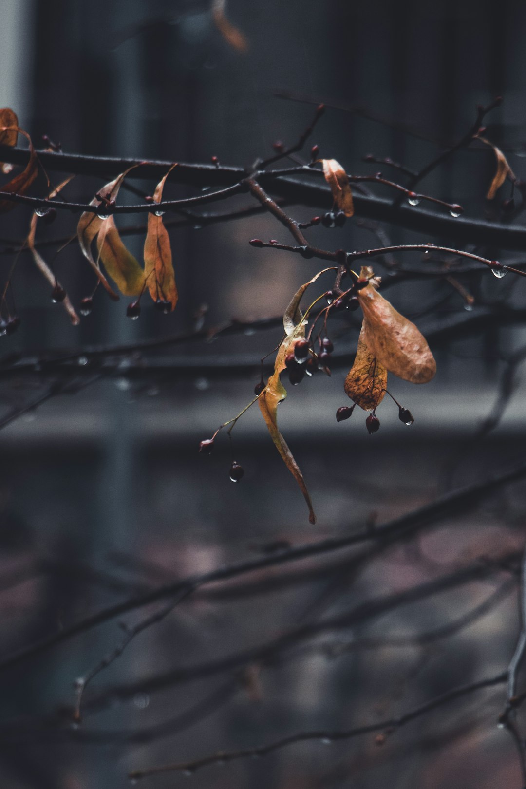 selective focus photo of tree with dried leaves