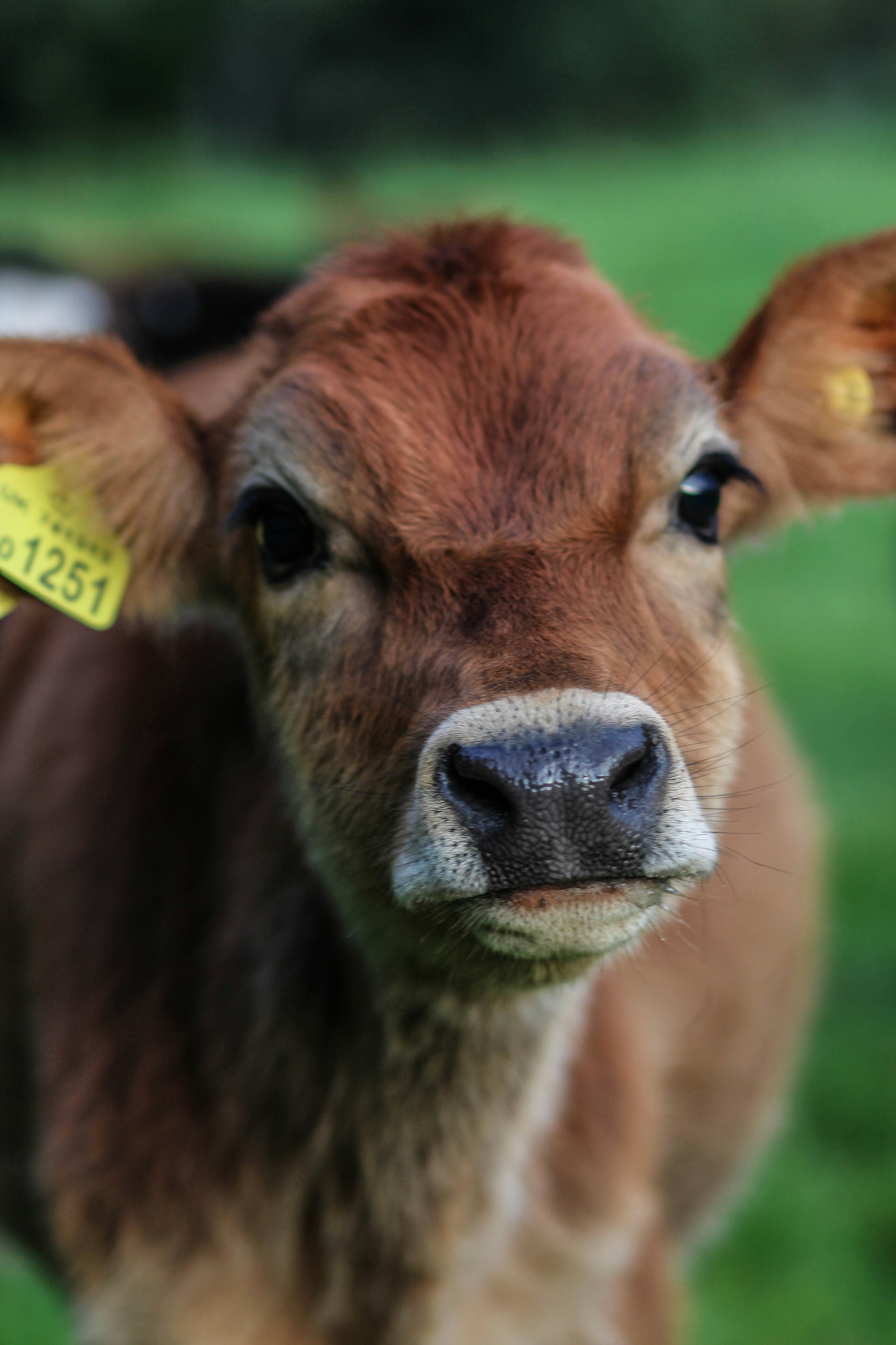 photo-1574429678170-74c5eed2cc39?ixlib=rb-1.2.1&ixid=MnwxMjA3fDB8MHxwaG90by1yZWxhdGVkfDE0fHx8ZW58MHx8fHw%3D&w=1000&q=80