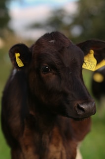 A close-up of a young black cow with yellow ear tags standing in a green field. The background is softly blurred, indicating a natural outdoor setting with trees and a blue sky.