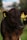A close-up of a young black cow with yellow ear tags standing in a green field. The background is softly blurred, indicating a natural outdoor setting with trees and a blue sky.