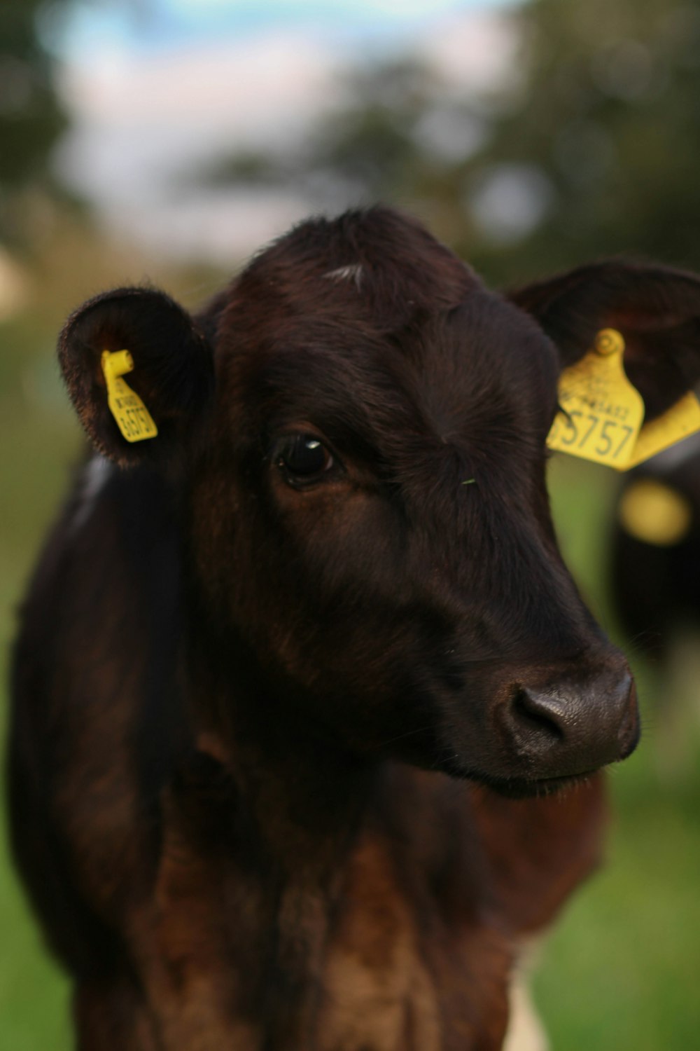 brown cow calf