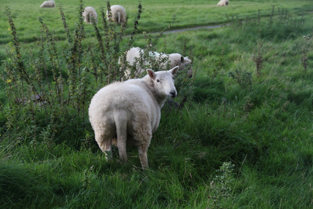 white lamb on green grass field