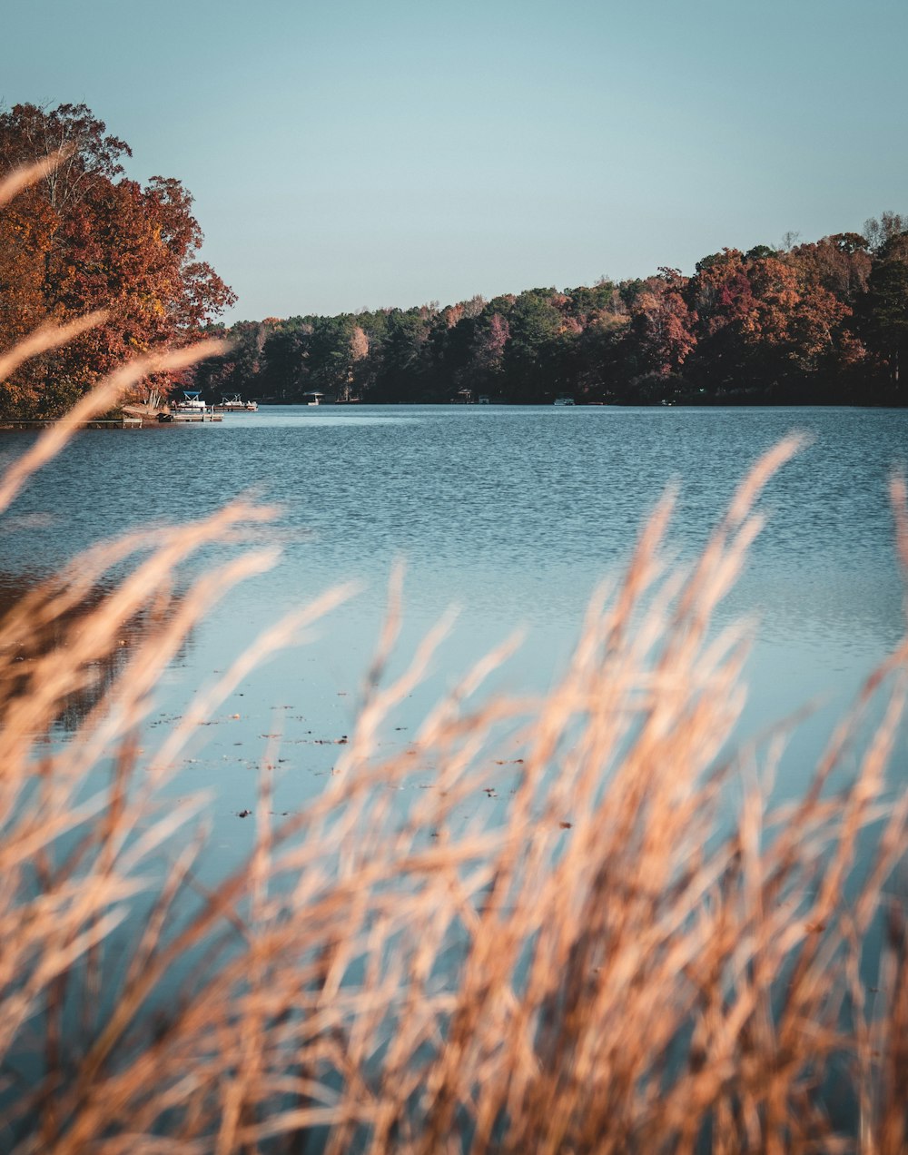 alberi accanto allo specchio d'acqua