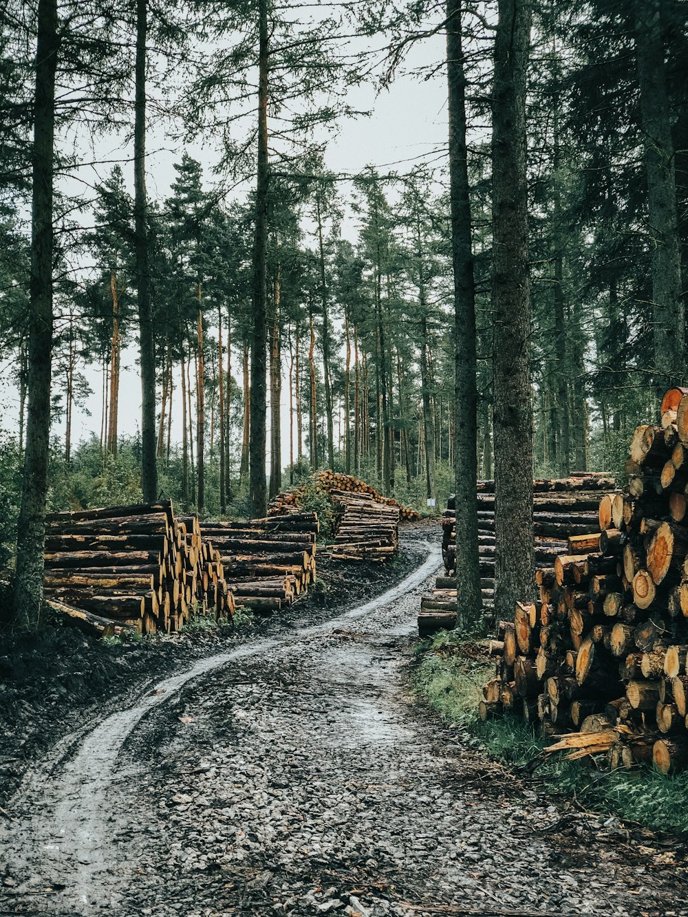 dirt pathway between trees and wood logs