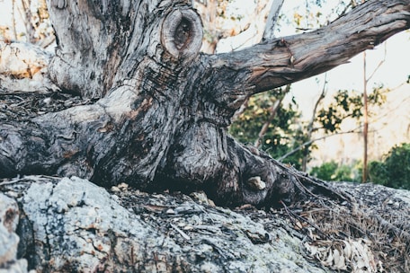 A close-up of a weathered tree root gripping rocky soil, symbolizing strength and grounding.