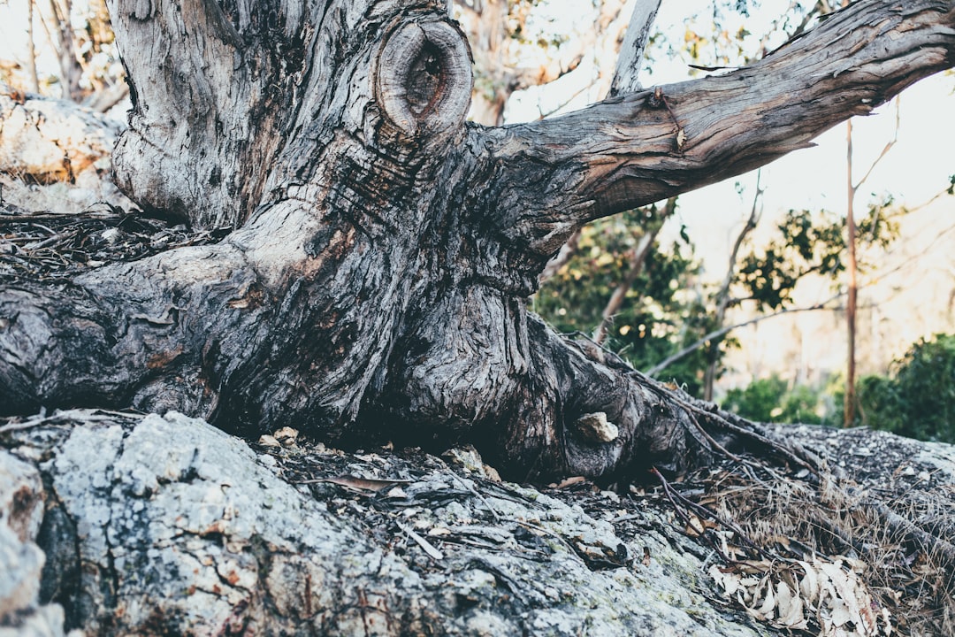 selective focus of tree