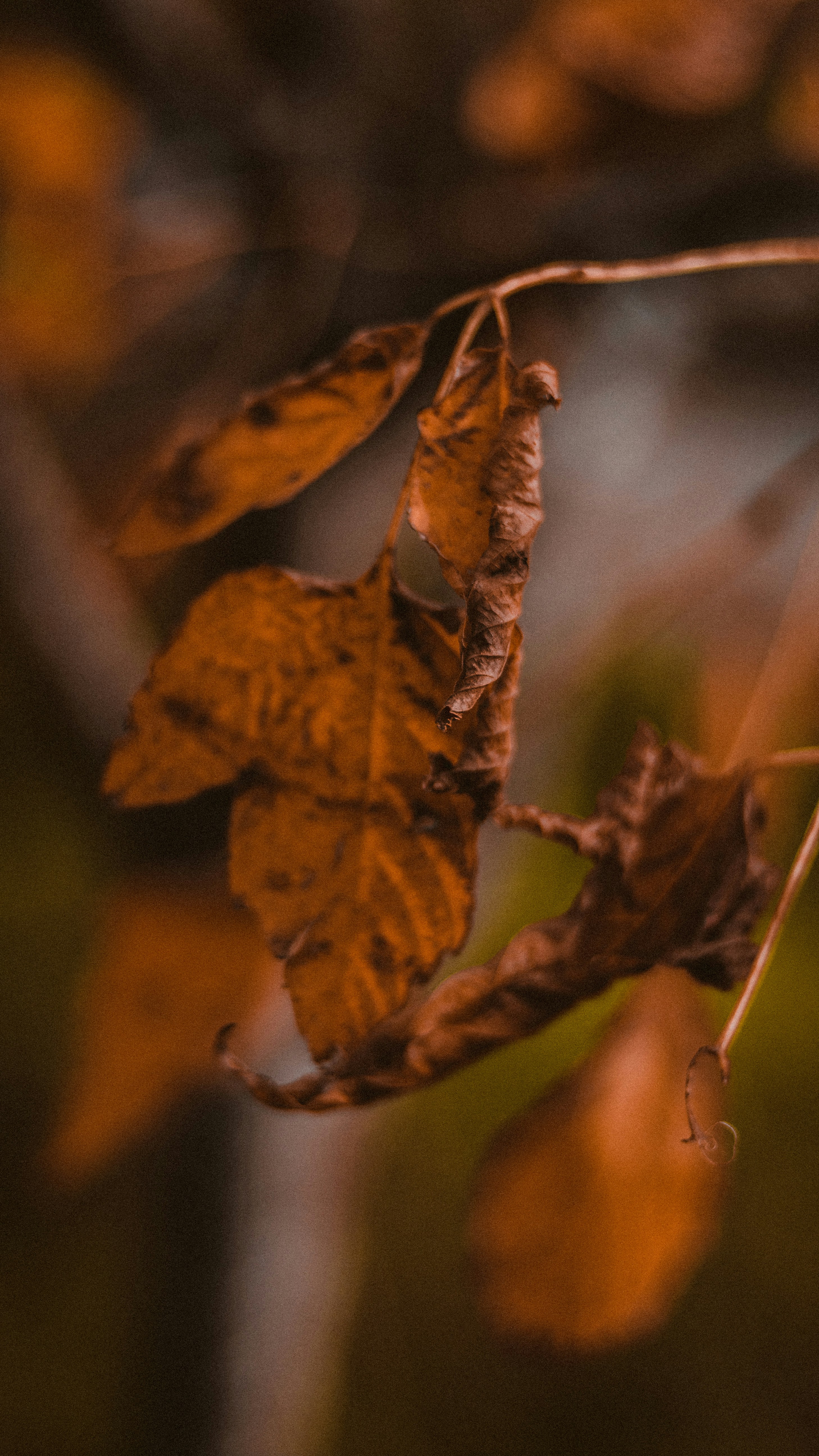 Photo by dhayaeddinebentaleb