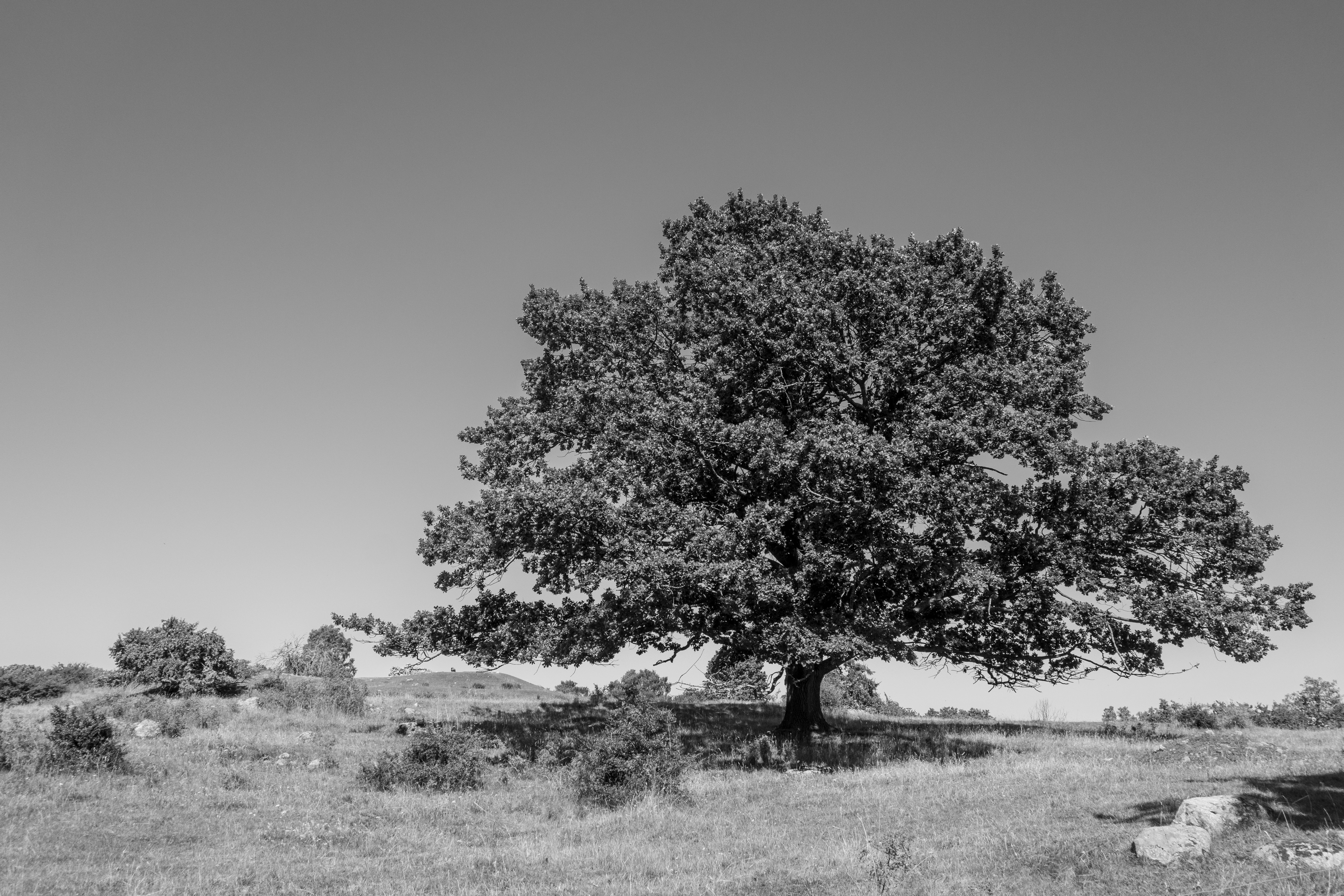 Photo by thejohnnyme