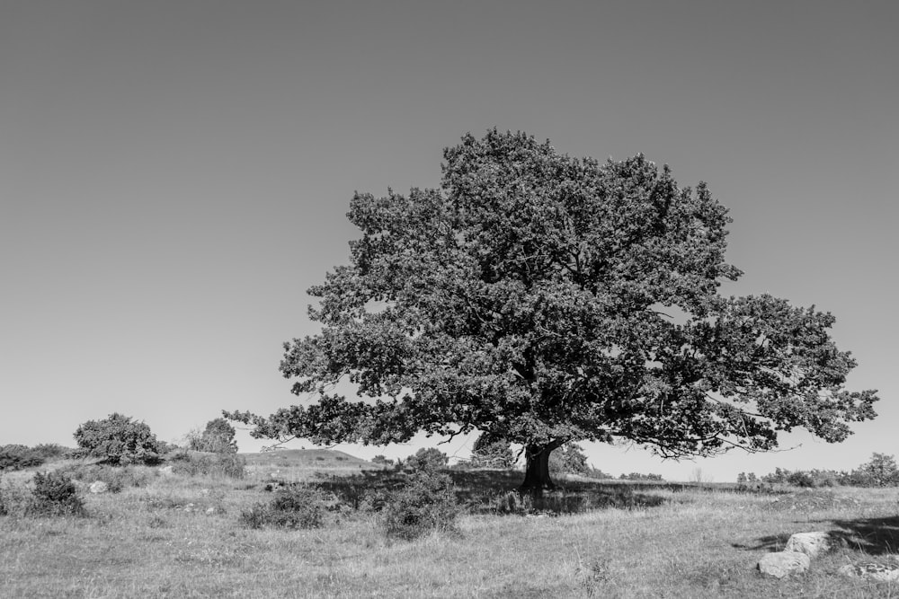 grayscale photography of tree