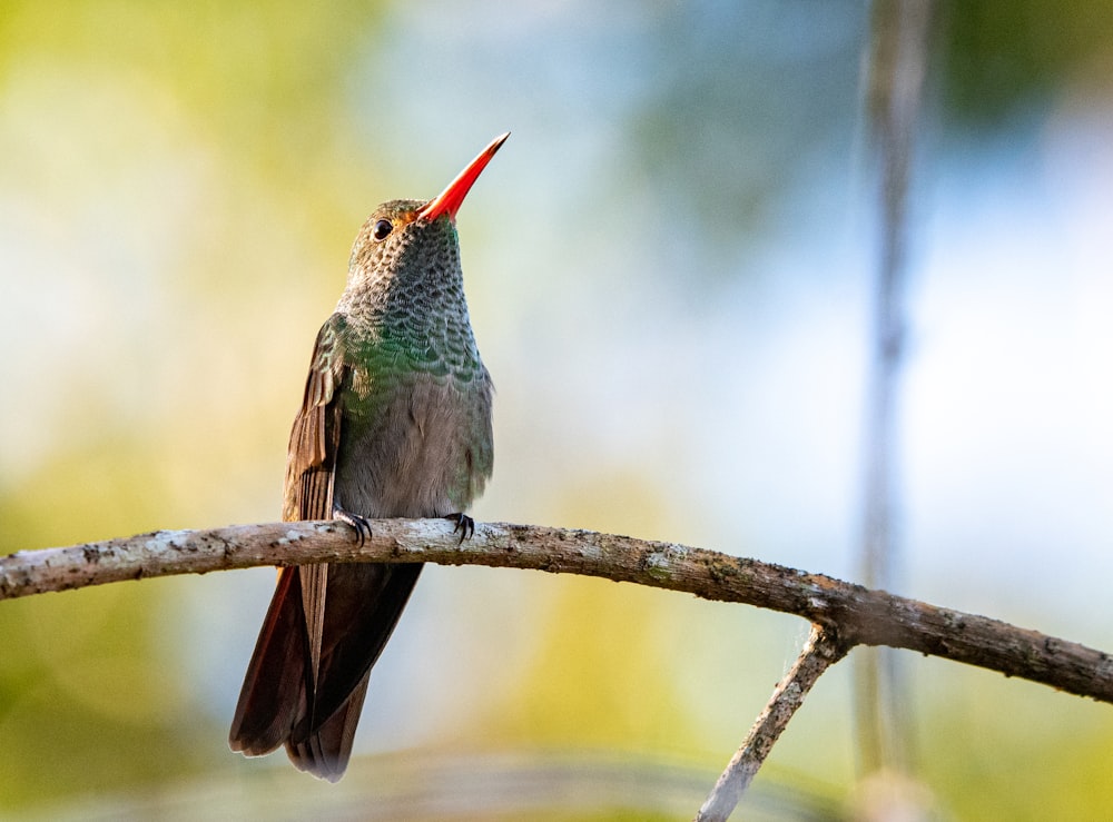 Foto eines grauen Vogels auf einem Ast mit selektivem Fokus