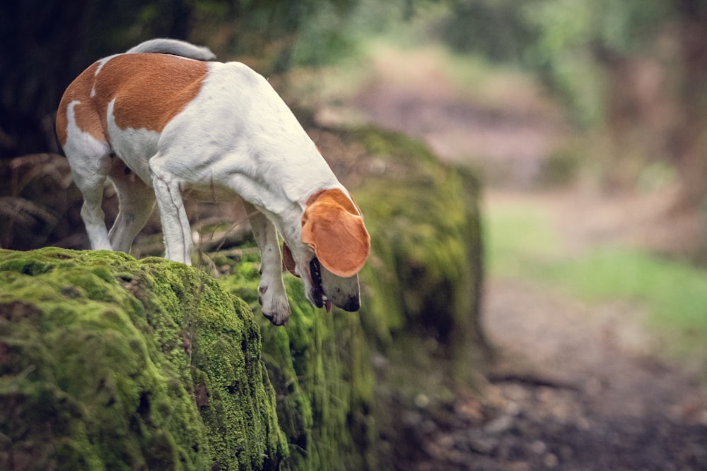 weißer und brauner Hund