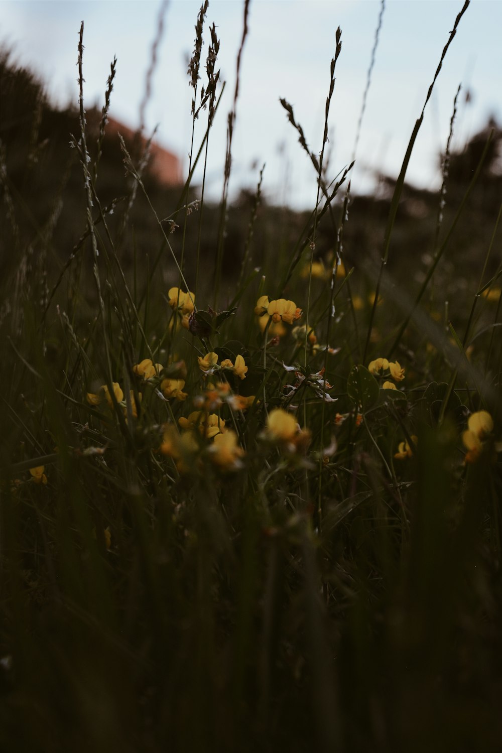 yellow petaled flowers