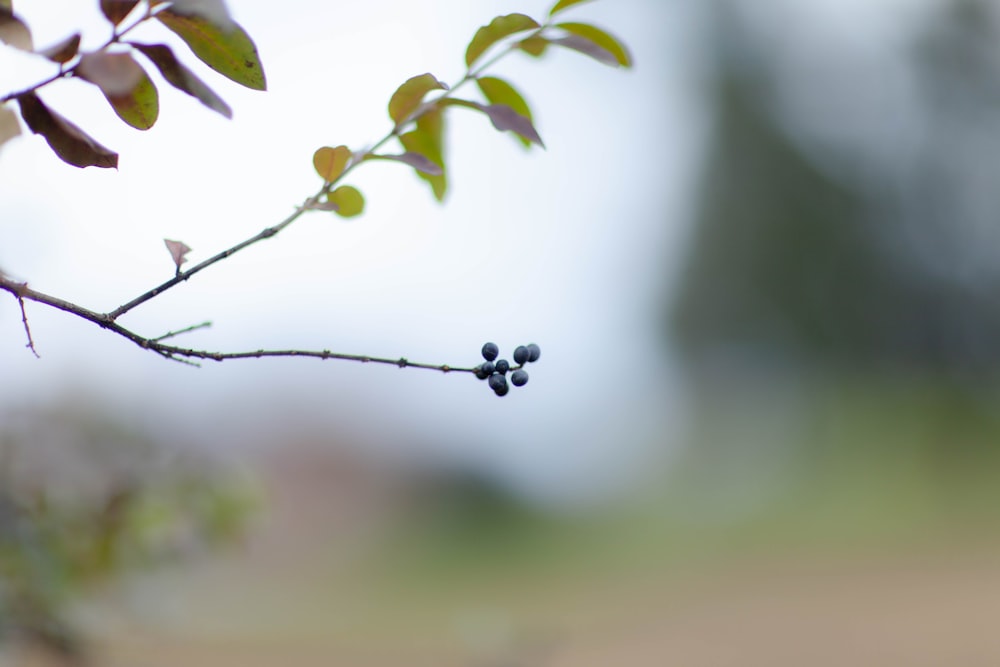 green leafed tree