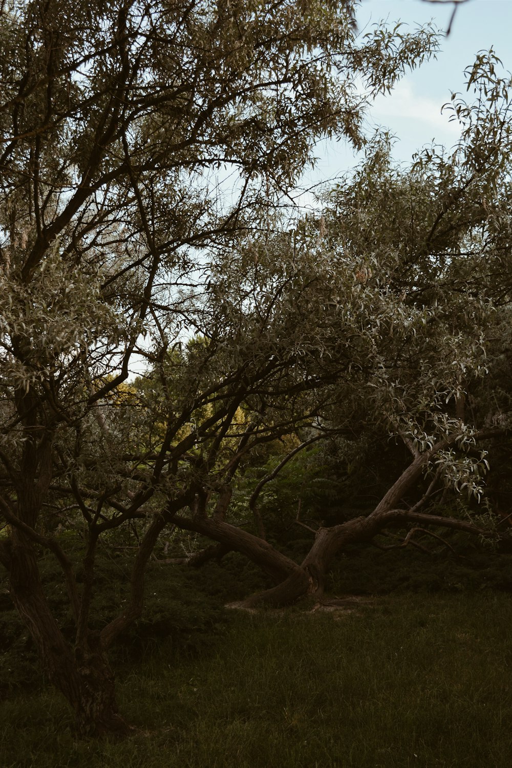 green-leafed trees during daytime