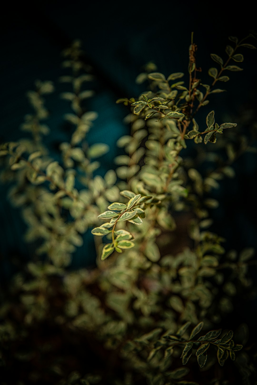 green-leafed plants