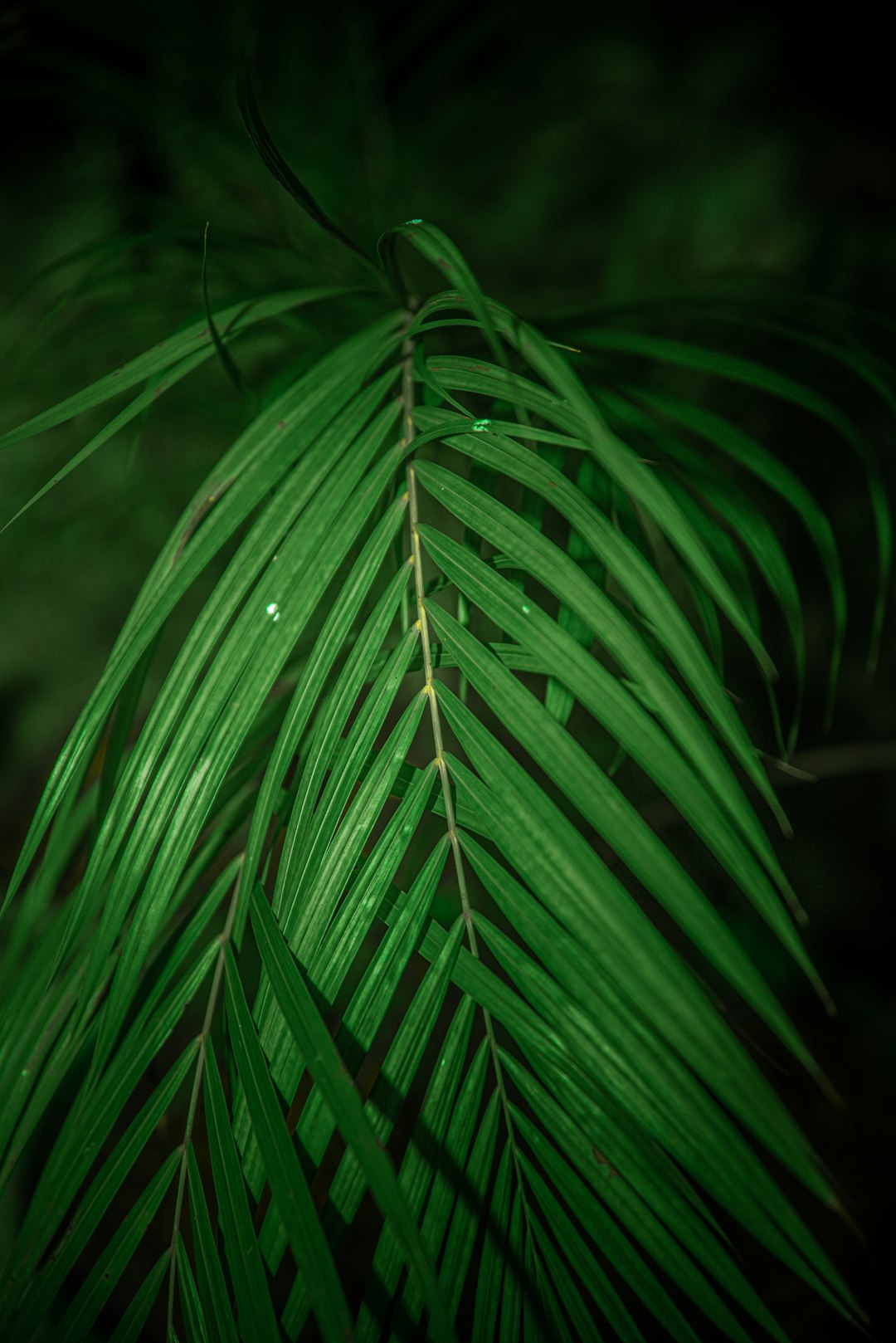 palm plant