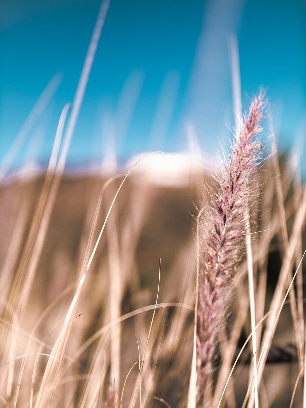 grass field