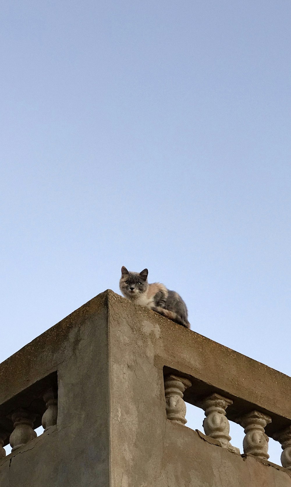 black and white cat on grey concrete surface