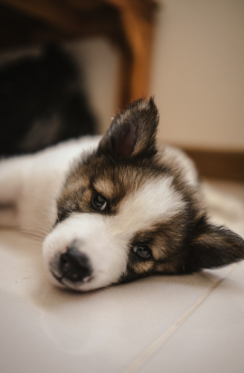 black and white puppy