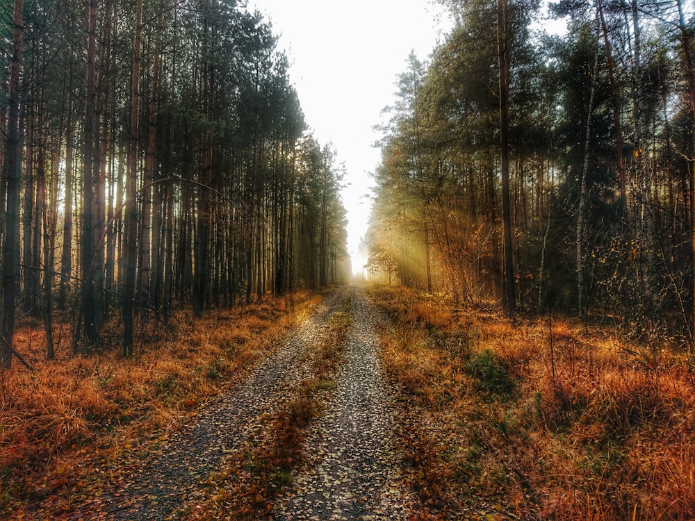 pathway between green trees during daytime